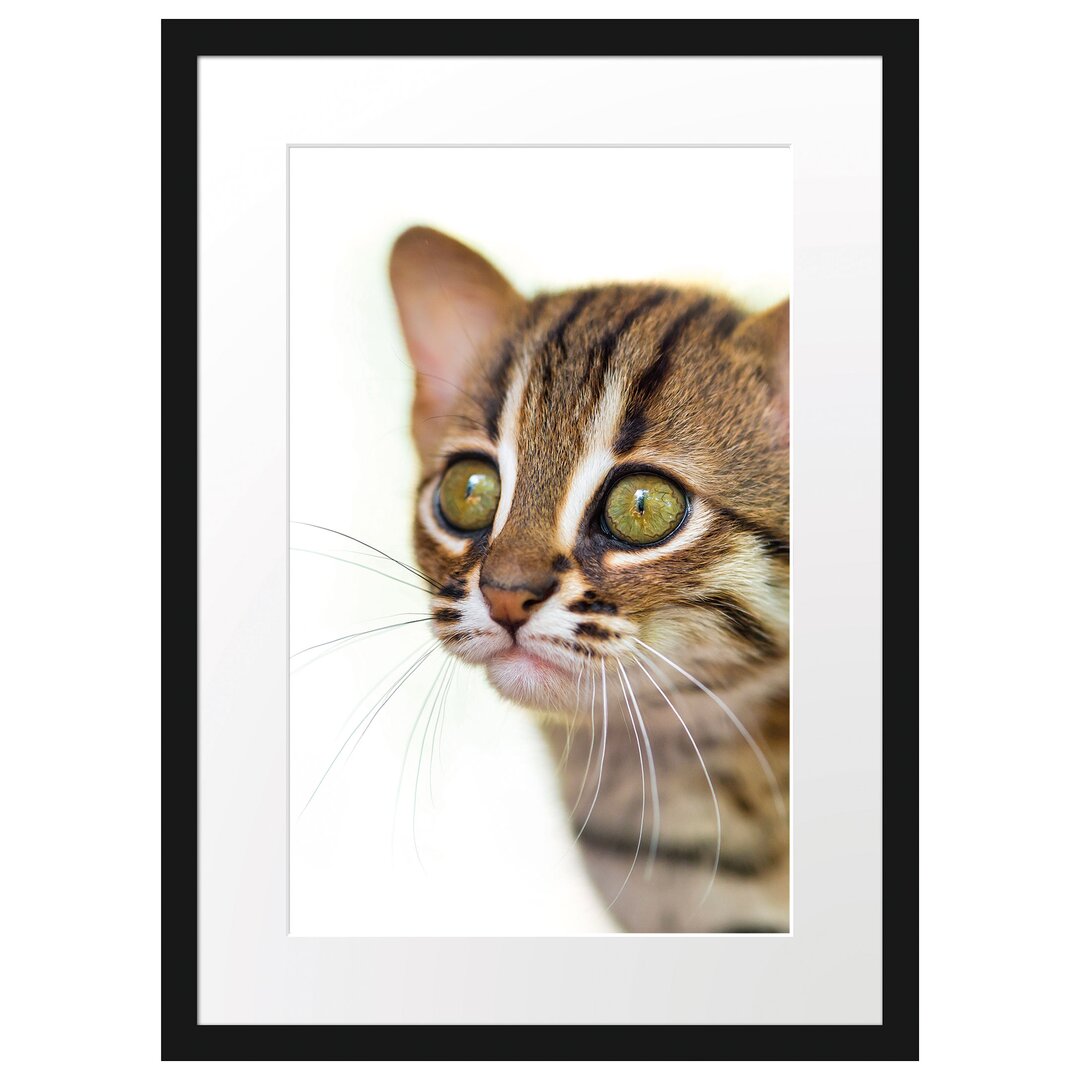 Gerahmtes Poster Junge Marmorkatze