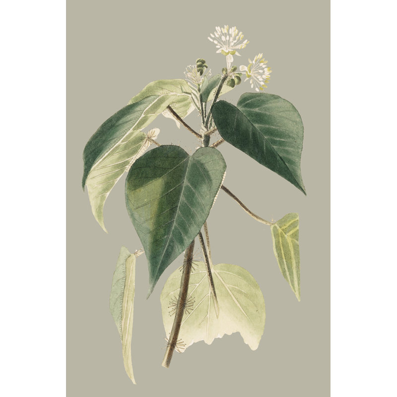 Botanical Cabinet II, 91cm H x 61cm W