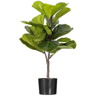 27,6 plante