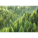 Aerial View Pine Tree Forest