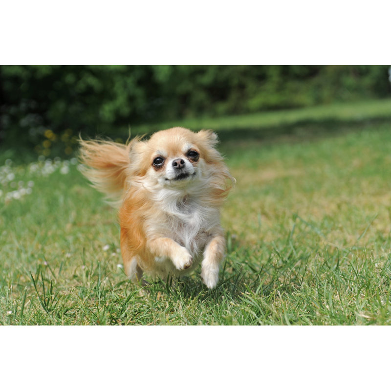 Courir, chihuahua - photographie sur toile tendue, H 20 po x l 30 po