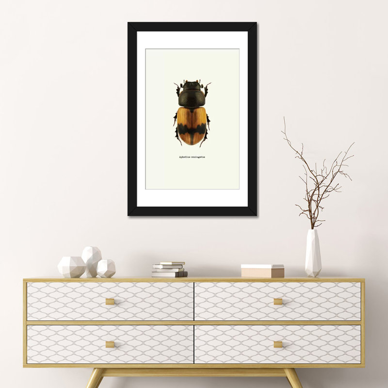 « insectes series : aphodius coniugatus », reproduction d’impression sur toile, H 24 po x l 16 po x P 1 po