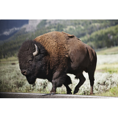 Bison de Davemantel