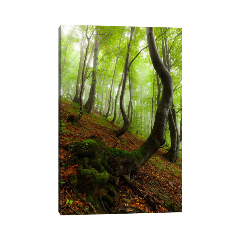 Poland, Bieszczady National Park I by Mikolaj Gospodarek - Wrapped Canvas Print, 101.6cm H x 101.6cm W x 1.905cm D