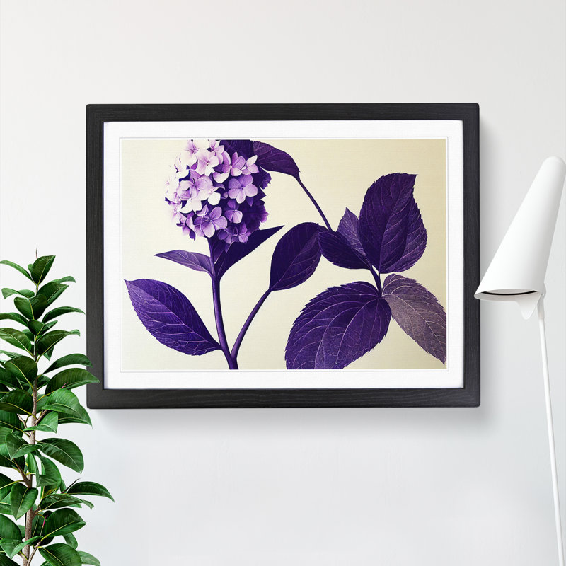 Classic Hydrangea Flowers - Framed Print, Black, 34cm H x 46cm W x 2cm D