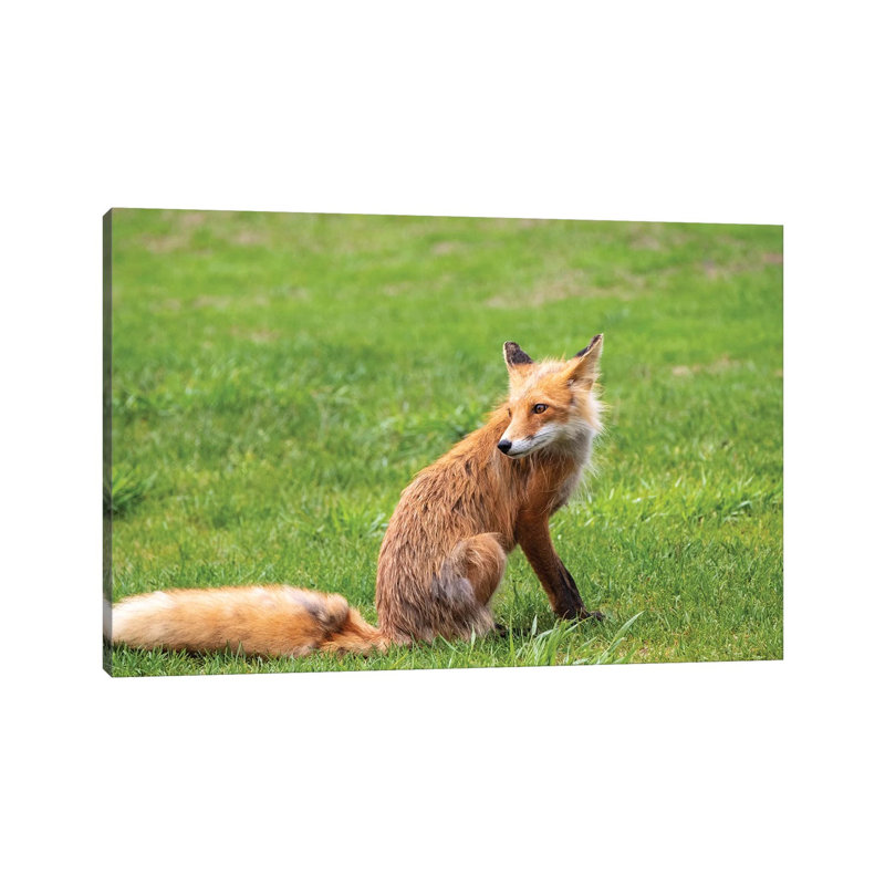 Red Foxon Grass by George Theodore - Wrapped Canvas Print, 20.32 cm H x 30.48 cm W
