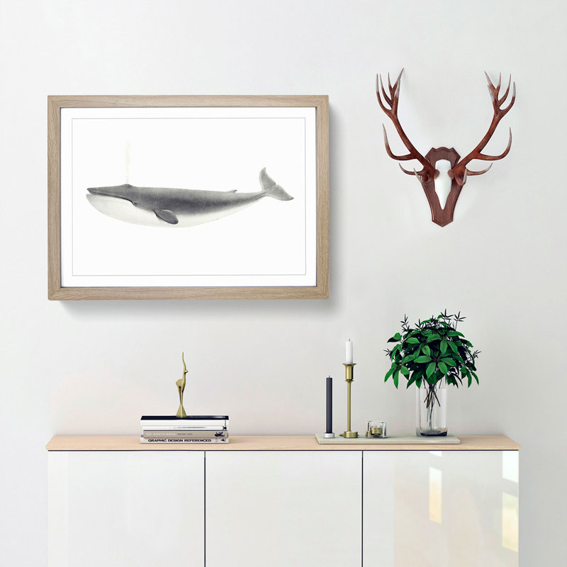 Blue Whale by C.M. Scammon - Picture Frame Drawing, 35cm H x 50cm W x 2cm D, Oak