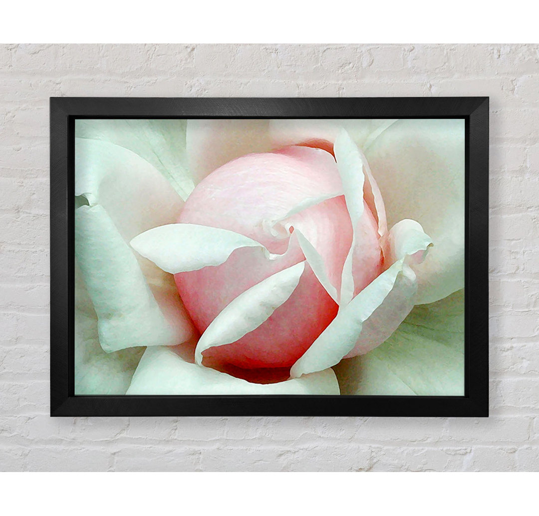 Soft Pink Rose Bud - Einzelner Bilderrahmen Kunstdrucke