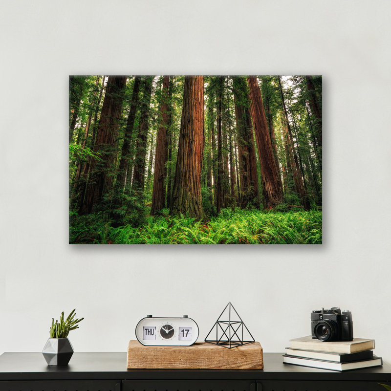 Redwood Ferns Print Wall Art - Forest Nature Poster - Botanical Fern Landscape Artwork - Redwood Tree Woodland Scene Print - Rustic Cabin Home Decor - Minimalist Nature Wall Art - Calm Greenery Botanical Gift