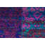 Bokara One-of-a-Kind 7'8" X 9'6" Area Rug
