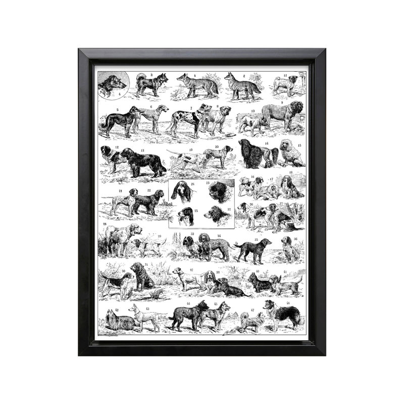 Tableau des races de chiens, Cadre noir, Canevas, H 11 po x l 14 po