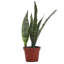 Live Zeylancia Snake Plant