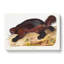 Wolverine by J.W. Audubon - Wrapped Canvas-55301113