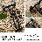 Pot Filler Kitchen Faucet-82939299