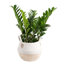 ZZ Plant in Planter
