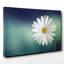 Beautiful White Daisy Photographic - Wrapped Canvas-19041410