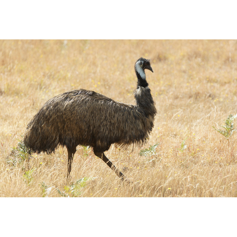 Emu, Australie - Photographie sur toile tendue, H 8 po x l 12 po