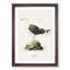 Great Black-Backed Gull by Von Wright - Picture Frame Painting Print-55735443-55735446