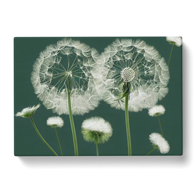 Blooming Dandelion Flowers - Wrapped Canvas Painting