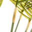 Faux Dictyosperma Tree in Pot-1891247034