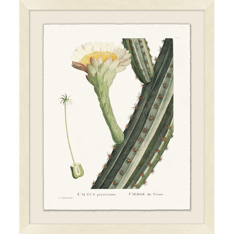 Blooming Cacti 6 Print by Nathan Turner