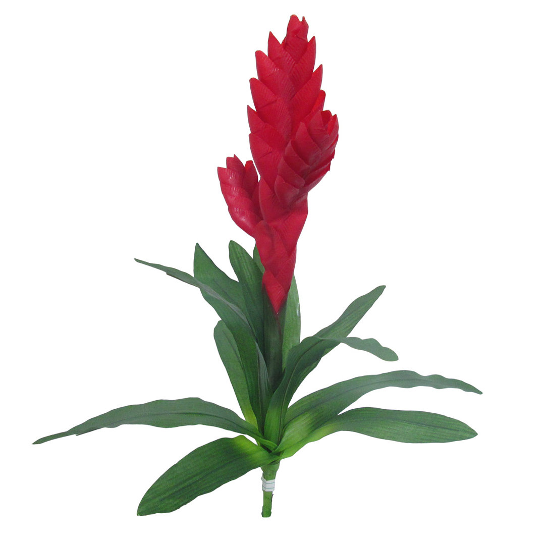Tropical Vriesea Bromeliad Sprays Primrue Flower 