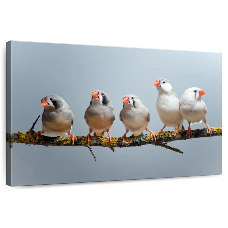 Brampt Five Zebra Finches, 34" H x 51" W