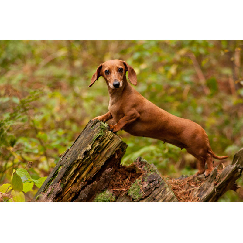 Miniature Dachshund Dog - Wrapped Canvas Print, 51cm H x 76cm W x 3.8cm D