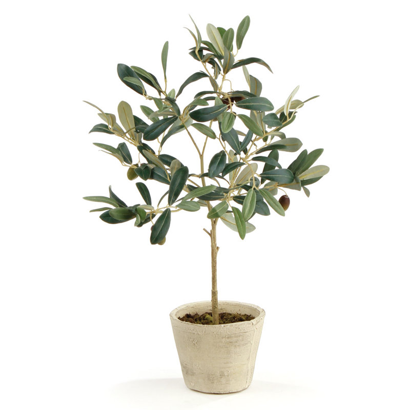 Elijah olive en pot