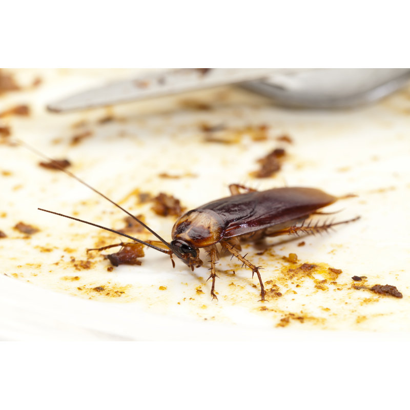 Cockroach by Fcafotodigital - No Frame Art Prints on Canvas, 20cm H x 30cm W