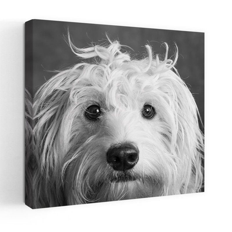 Portrait Of Mini Goldendoodle Contemporary Dog Art, 18" H x 18" W