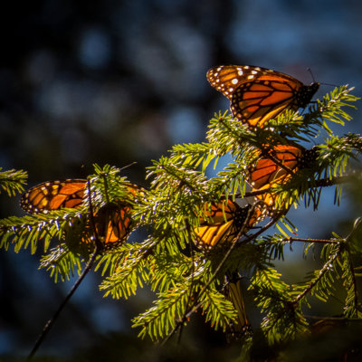 Bannoncourt Butterflies - Wrapped Canvas Print