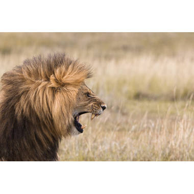 lion roaring side view