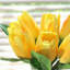 Centre de table tulipes dans un vase-1857431507