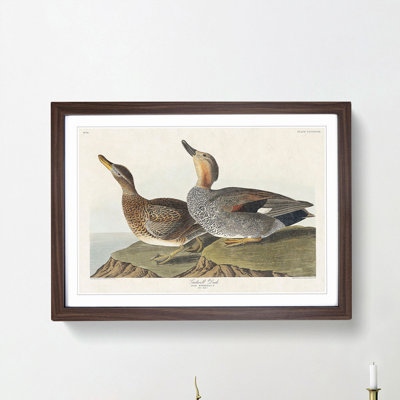 Gadwall Duck by John Audubon - Framed Print