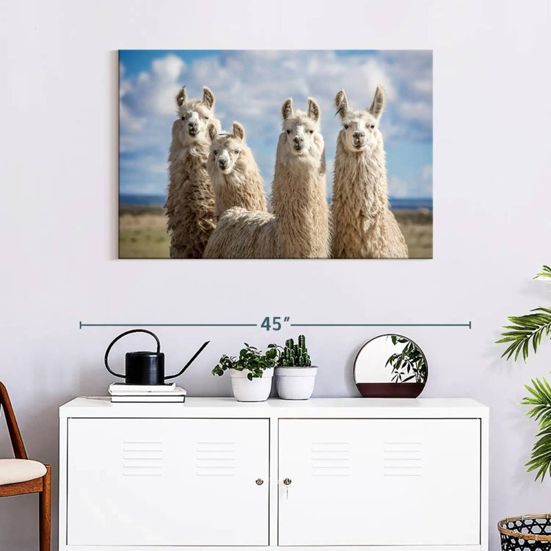 Fluffy White Llamas, 24" H x 36" W