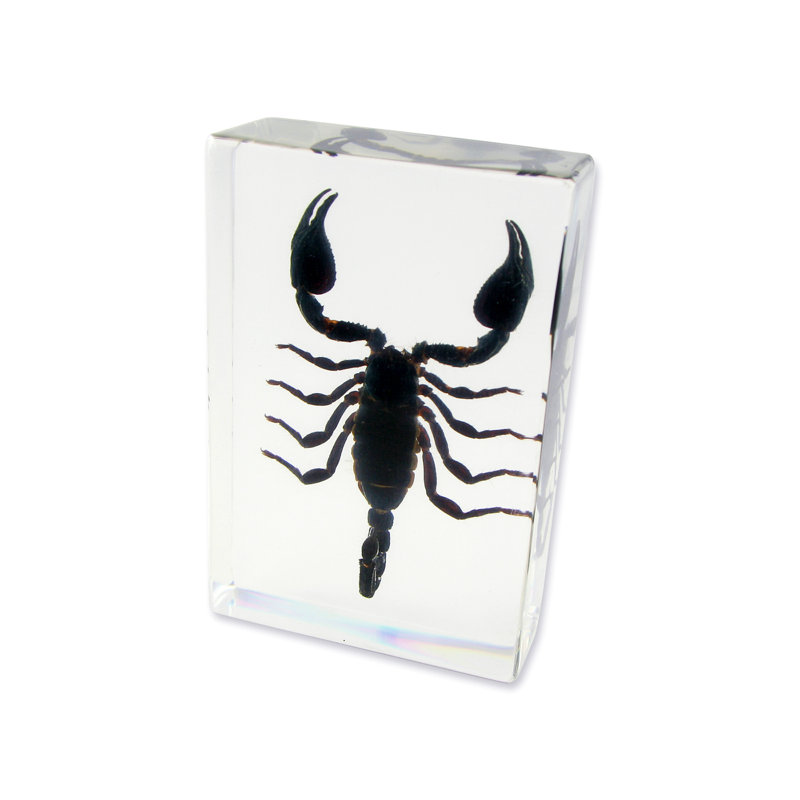 Décoration de bureau Scorpion Rapoza