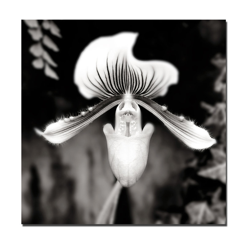 Beautiful Paphiopedilum Print, Square - 56" H x 56" W x 2.5" D, Paper