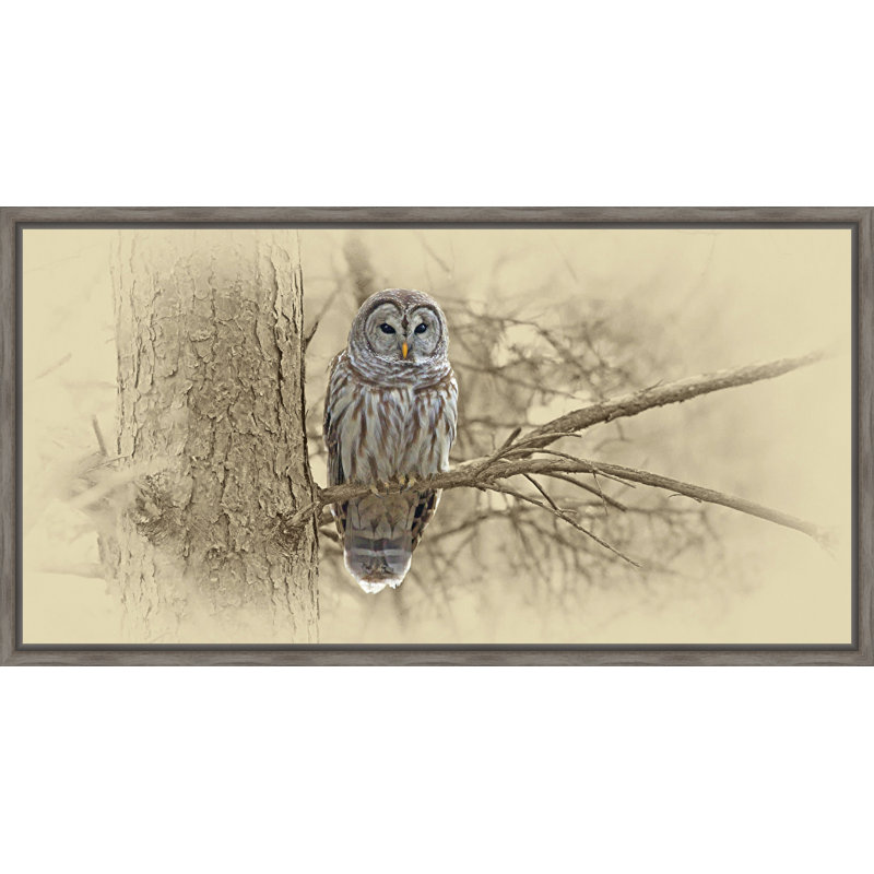 « barred hibou », impression sur toile
