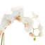 Phalaenopsis Orchids Flowers-67932854