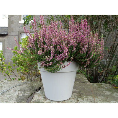 Bojorquez Pot Planter