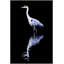 Reflective Thoughts Print by Thom Filicia