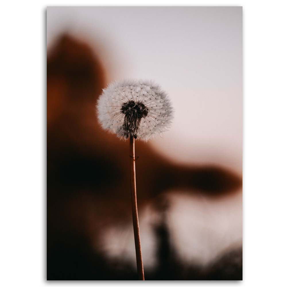 Leinwandbild Dandelion Plants