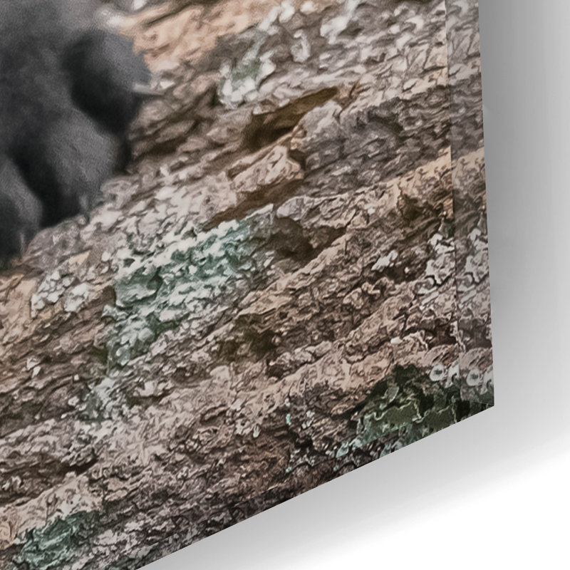 «Black Lab Pup 6» par Jonathan Ross, H 16 po x l 12 po x P 0,13 po