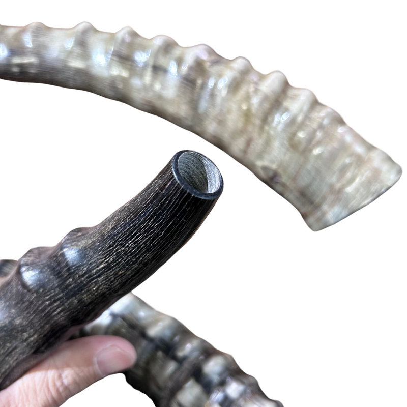 Blesbok Yemenite Shofar