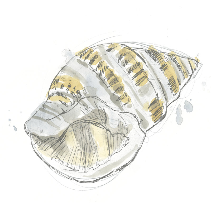 Citron Shell Sketch I by June Erica Vess - Wrapped Canvas Print, 30cm H x 30cm W
