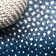 Allerie Modern Animal Navy/Cream Rug