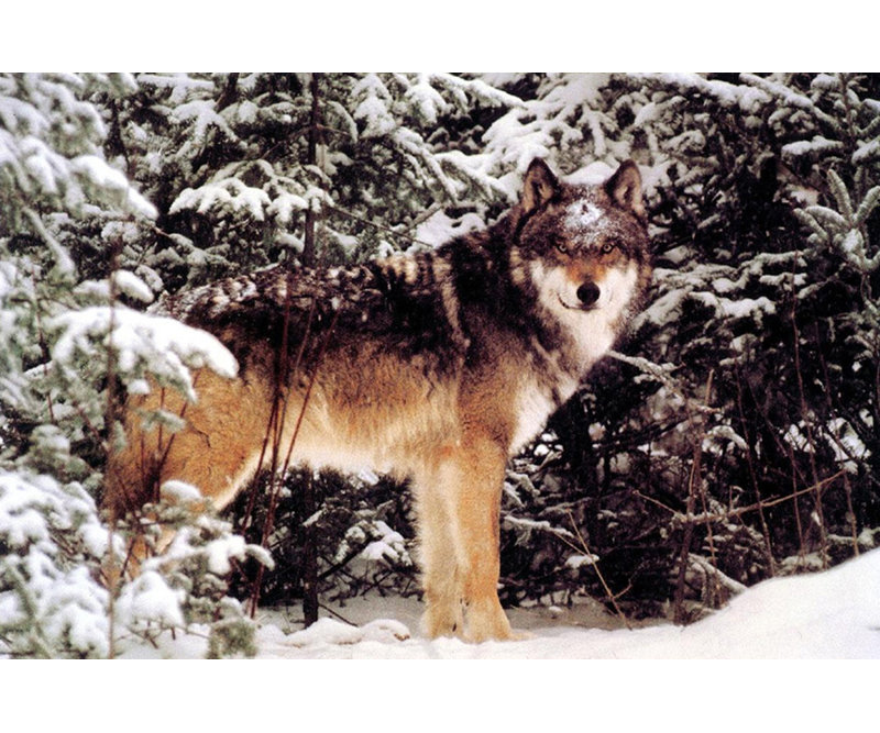 Winter Wolf, 12" H x 18" W