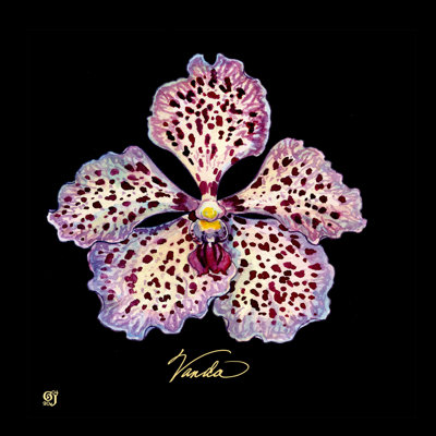 Orchidée vive V