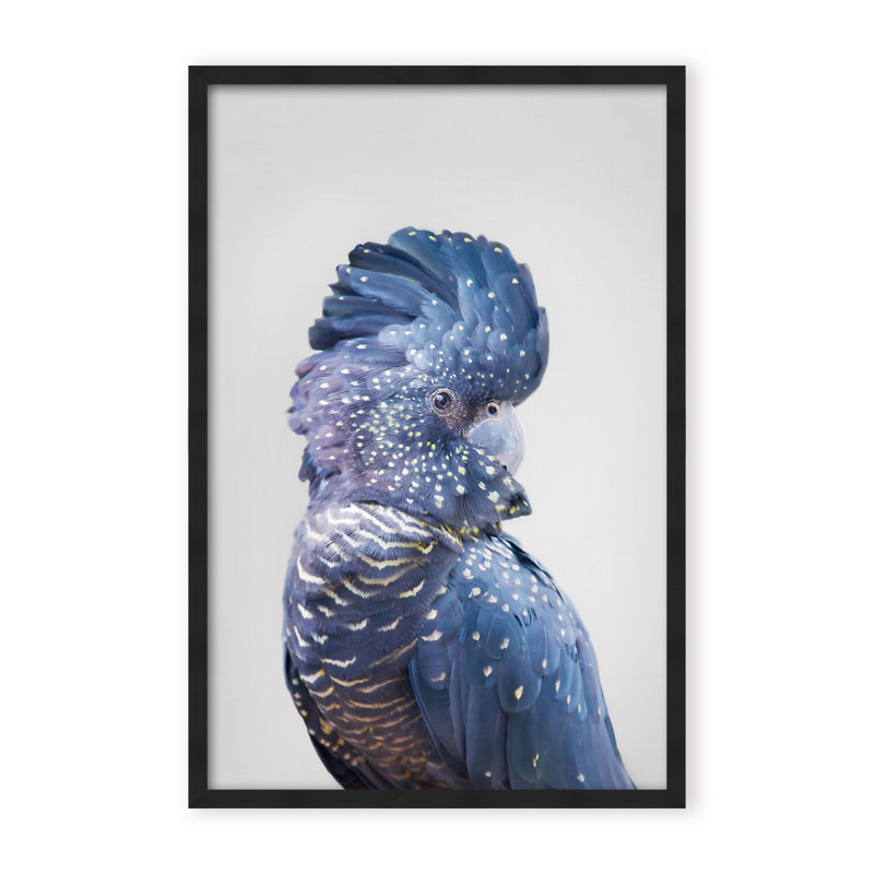 Nature Inspired Black Cockatoo by  - Picture Frame Photograph on Paper, 48" H x 32" W x 1.125" D, Framed Matted Print, Black